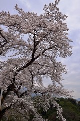 Naklejka premium ラクテンチの桜
