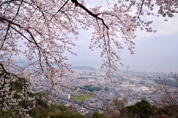 ラクテンチの桜