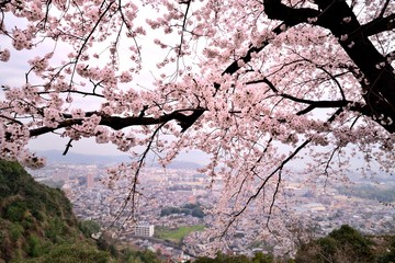 ラクテンチの桜