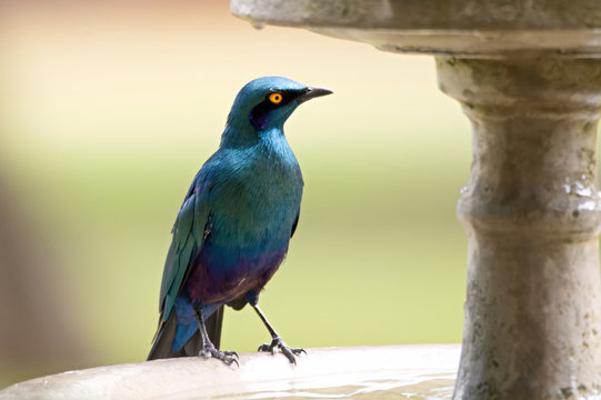 Lesser Blue-eared starling watching warily before bathing in the fountain
