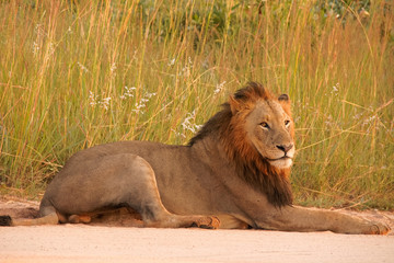 African black maned lion lying patiently in the road 