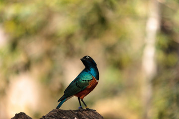 Superb starling called Lamprotornis superbus