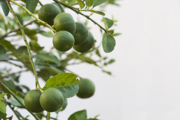 Lemon. Lemons hanging on tree isolate on white. Growing Lemon.