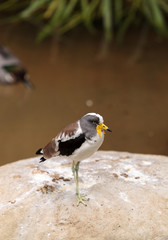 White-headed lapwing called Vanellus albiceps