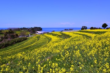 長崎鼻の菜の花