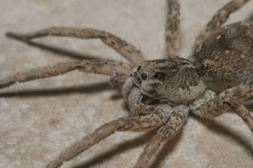 Wolf spider closeup