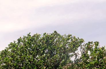 Trees on the sky background. The sky was decorated with lace of twigs.