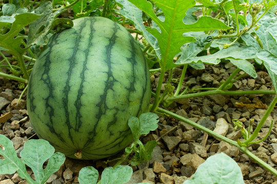 An Image of Watermelon,Watermelons on the green melon field in the summer,copy space,Watermelon in the farm