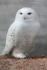 Snowy Owl (Bubo scandiacus)