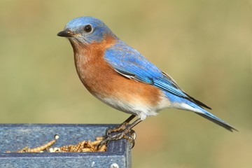 Male Eastern Bluebird (Sialia sialis)
