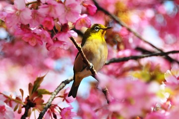 豊前の河津桜