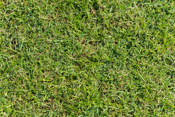 Green grass texture from a field .