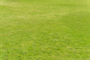 Green grass texture from a field .
