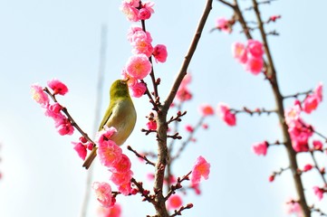 風土記の丘の梅