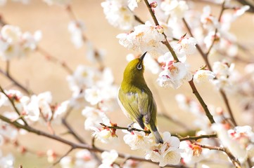 風土記の丘の梅