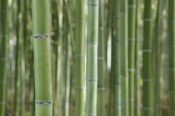 Green bamboo forest in Arashiyama, Kyoto, Japan