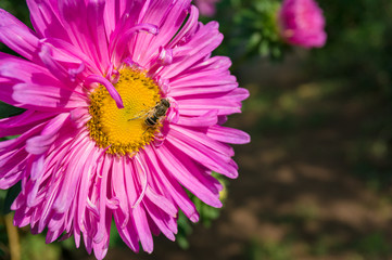 Obraz premium Bee on purple pink aster flower