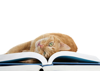 close up of one orange ginger tabby cat laying on a large book rolling over upside down looking at...
