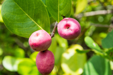 Pink Natural Berries in Sunlight