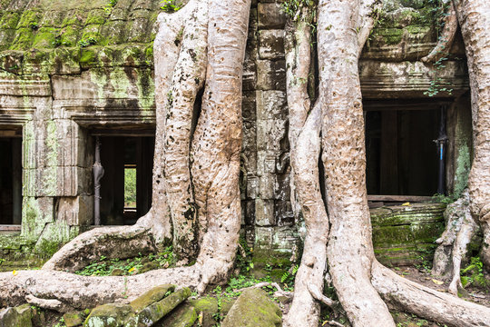  Ta Prohm temple in Angkor near Siem Reap in Cambodia