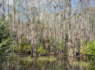 Landscape of wilderness in the Everglades National Park - Florida - USA