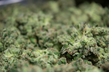 Obraz premium Indoor Marijuana Cultivation and Curation