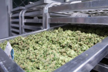 Indoor and Outdoor Cannabis 