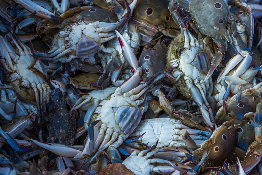 Crabs for sell stored in the box from Chapora fish market in India