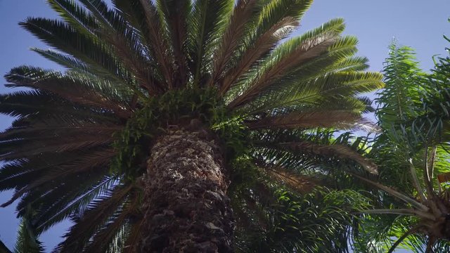 Palm trees and blue sky