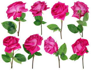 Fototapeta premium The drying-up dying pink roses from a wedding bouquet