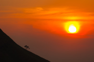 Sunset in mountains,Tree silhouette with scenic sunset sun over colorful sky background.