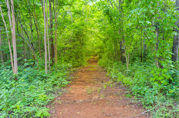 Fototapeta premium way in deep forest