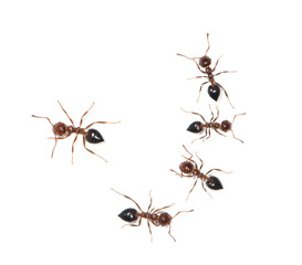 ants on a white background