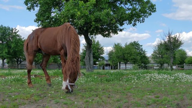 Beautiful horse grazing and walking on the meadow