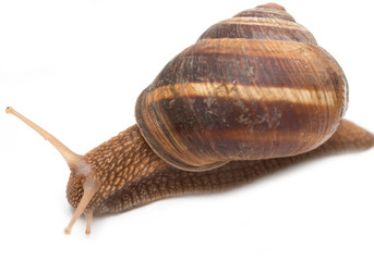 Snail on a white background