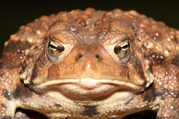 Female American Toad (Bufo americanus)