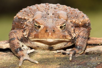 Female American Toad (Bufo americanus)