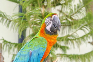 beautiful macaw