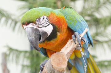beautiful macaw