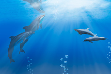 two wild dolphins playing in sunrays underwater in blue