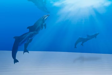 Aluminium Prints Dolphin two wild dolphins playing in sunrays underwater in blue