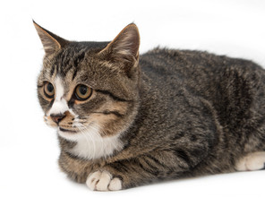 Spotted cat on a white background