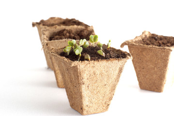 Spring seedlings for your small garden