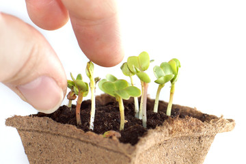 Seedlings of radish, fingers touch the young Sprouts