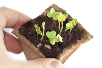 Seedlings at the window, fingers touching young plant