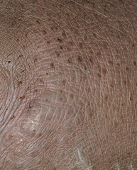 Fototapeta premium hippo skin as background