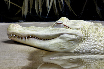 Naklejka premium Albino Alligator