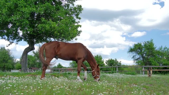 Horse grase on a green field