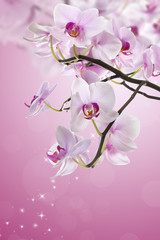 Naklejka na ściany i meble Pink orchid flower.
