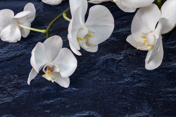 Obraz na płótnie Canvas Flowers of white orchids